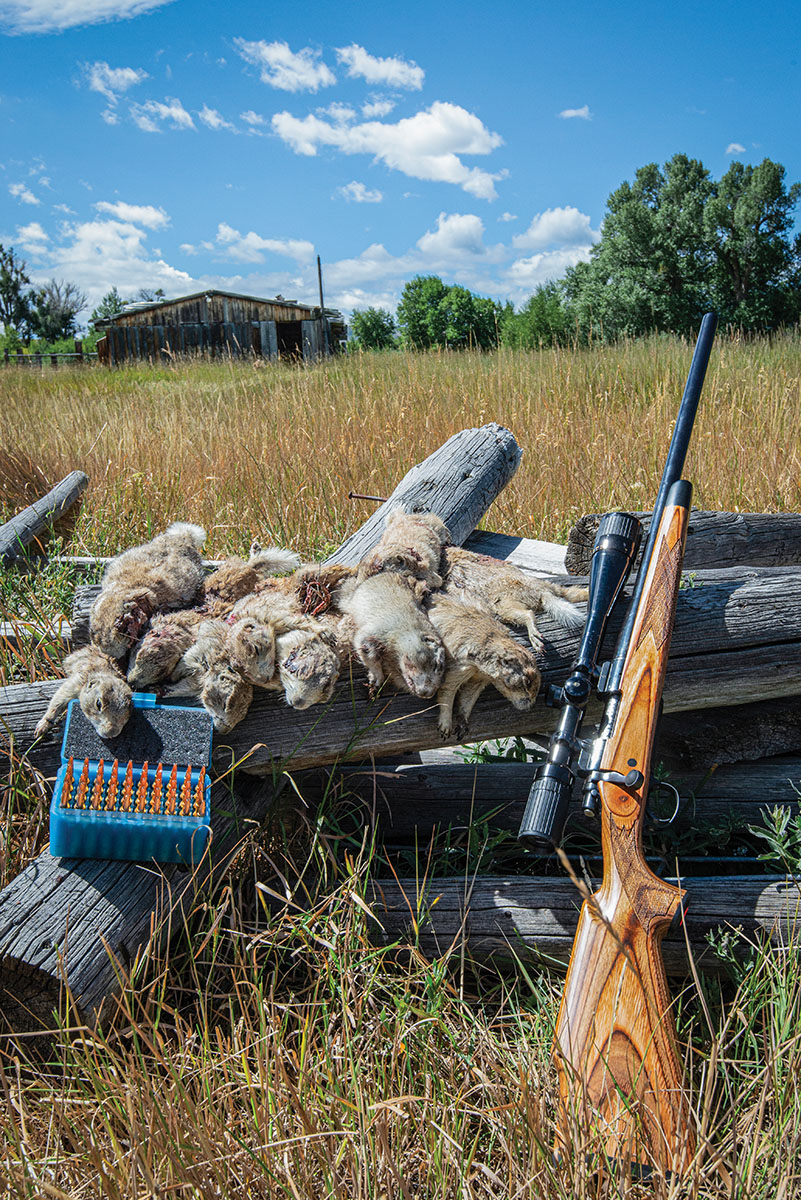 There is no doubt that the 6mm Remington is a capable and fun varmint cartridge. The weight of this rifle and the recoil this load exhibits still allow for spotting hits or misses and make recovering bodies easier. After all, only the confirmed kills count. © 2024 Lacey Polacek photo